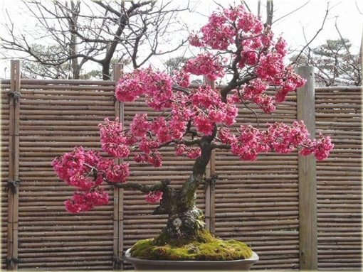 Bonsai sakura kwiat wiśni 